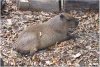 Ccapybara